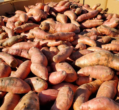 feb-TN - 3 - Concord Sweet Potatoes